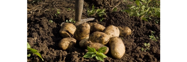 Kartoffeln &amp; Gemüse