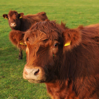 Luing Weiderindfleisch 10kg (Bio) | April