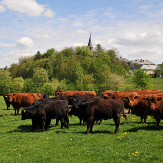 Luing Weiderindfleisch 4,5kg (Bio) | Mai