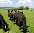 Luing Weiderindfleisch 4,5kg (Bio) | Juni