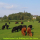Luing Weiderindfleisch 4,5kg (Bio) | Juli