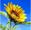 Sonnenblumenöl (Bio)