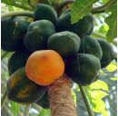 Papaya Ingwer