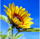 Sonnenblumenöl (Bio) 100 ml