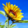 Sonnenblumenöl (Bio) 100 ml