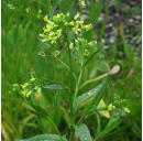 Leindotteröl (Bio) 250 ml