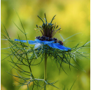 Schwarzkümmelöl (Bio) 100 ml