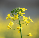 Senf mittelscharf 2,5 kg Eimer