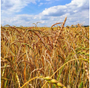 Dinkelmehl mittel (Typ 630)