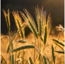 Roggenmehl mittel (Typ 1370)