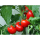 Tomatenketchup